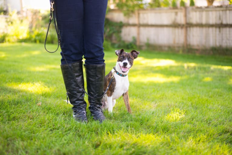 Pan, a Russell-type Terrier and Border Collie mix tested with EmbarkVet.com