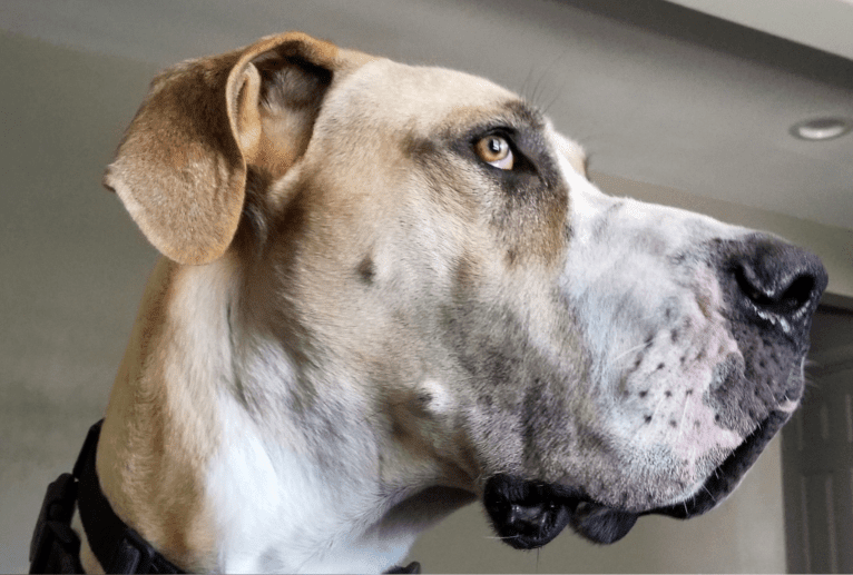 RGD's Roman Royal, a Great Dane tested with EmbarkVet.com