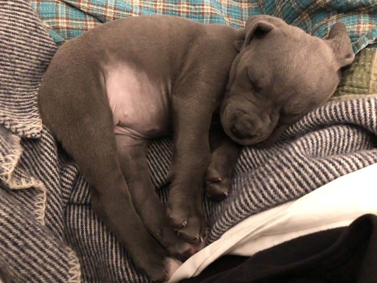 Hana, a Cane Corso tested with EmbarkVet.com