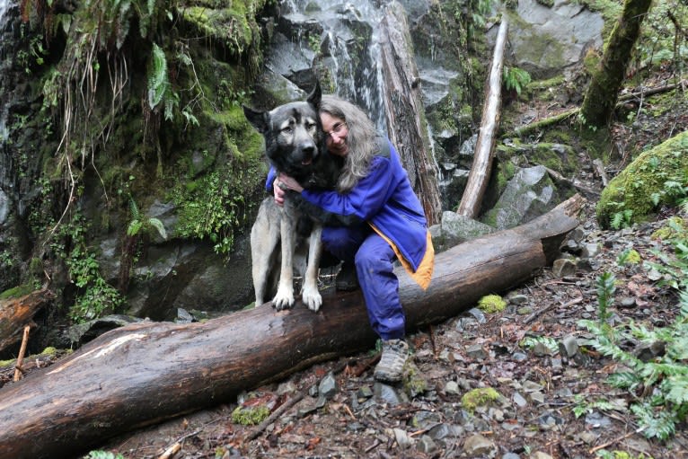 Kodiak, a Caucasian Ovcharka and German Shepherd Dog mix tested with EmbarkVet.com