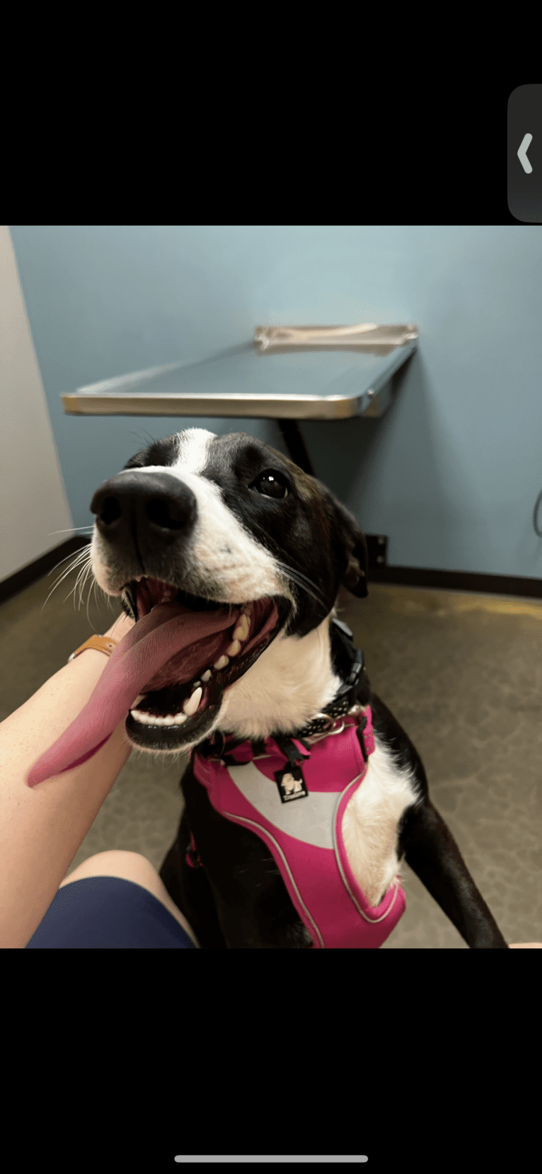 Bessie Doogie, a Rat Terrier and Labrador Retriever mix tested with EmbarkVet.com