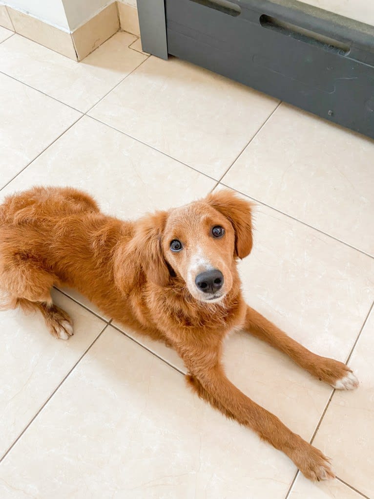 Benny, a Goldendoodle tested with EmbarkVet.com