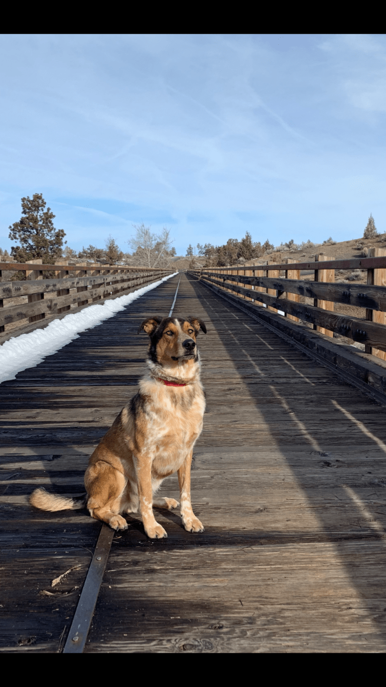 Frankie, an Australian Cattle Dog and German Shepherd Dog mix tested with EmbarkVet.com