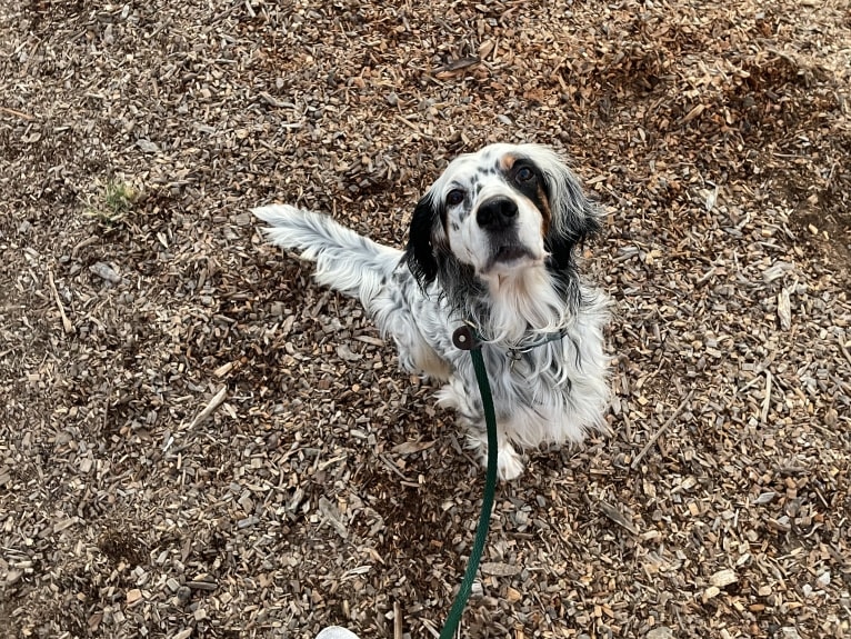 Riley, an English Setter tested with EmbarkVet.com