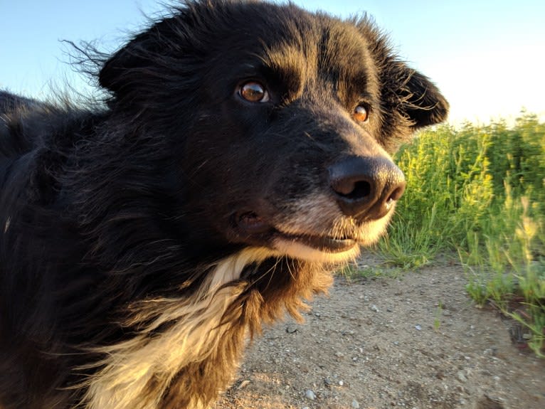 Bella, a Border Collie and Pembroke Welsh Corgi mix tested with EmbarkVet.com