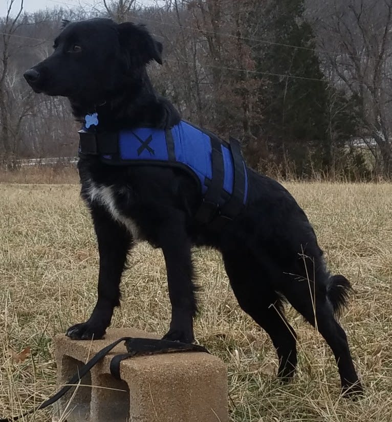 Sparrow, a Labrador Retriever and Border Collie mix tested with EmbarkVet.com