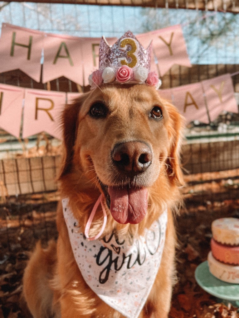 Marley, a Golden Retriever tested with EmbarkVet.com