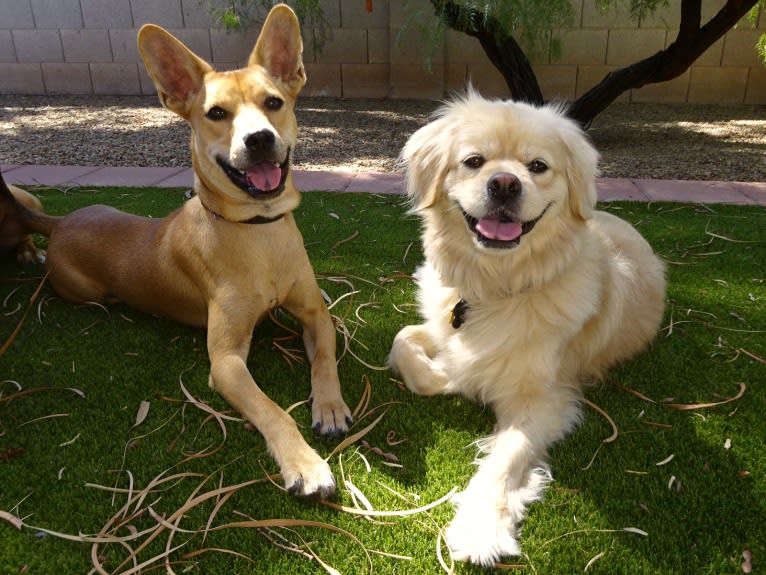 Bean, a Chow Chow and Chihuahua mix tested with EmbarkVet.com