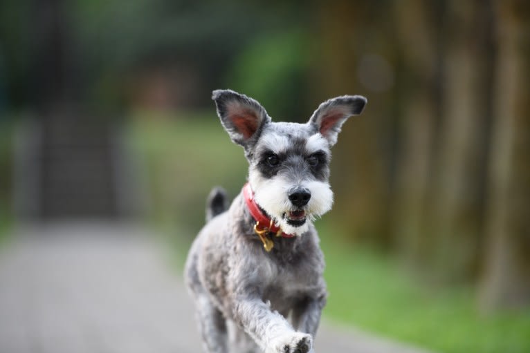 Dickson, a Miniature Schnauzer tested with EmbarkVet.com