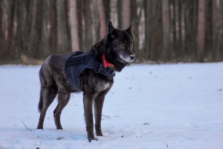 Luna a dog tested with EmbarkVet.com