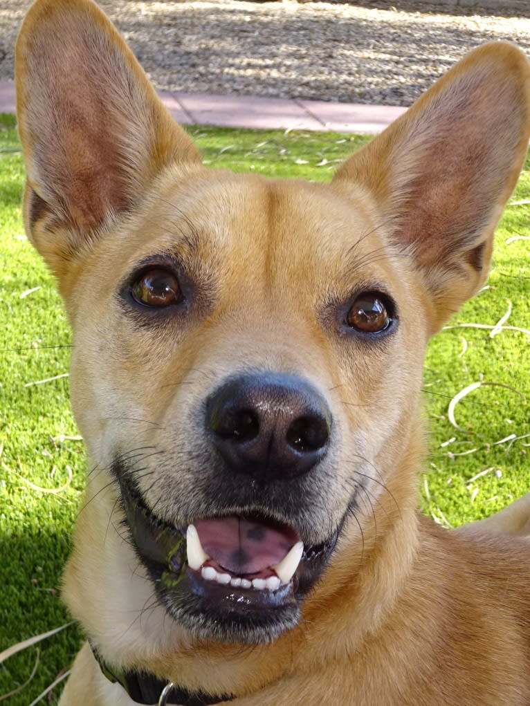 Bean, a Chow Chow and Chihuahua mix tested with EmbarkVet.com