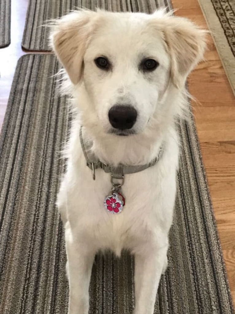 Odette, a Great Pyrenees and Mixed mix tested with EmbarkVet.com