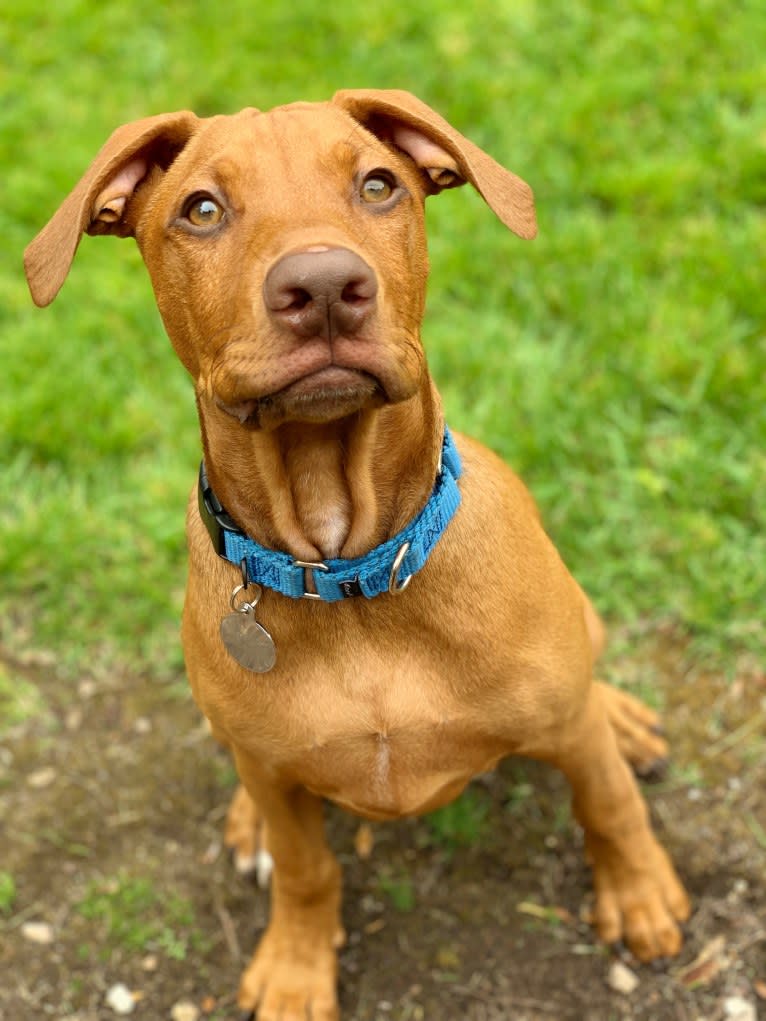 Cooper, a Doberman Pinscher and Boxer mix tested with EmbarkVet.com