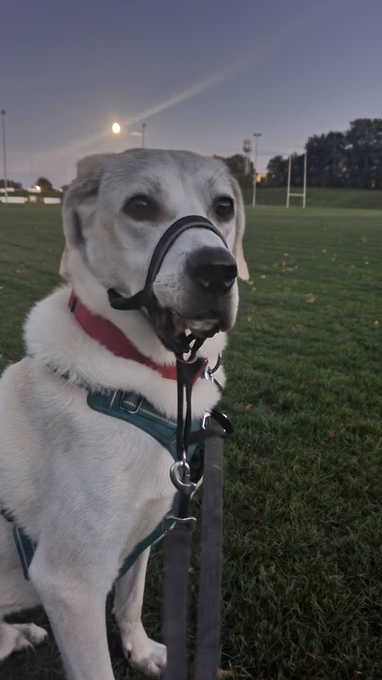 Brandon, a West Asian Village Dog tested with EmbarkVet.com