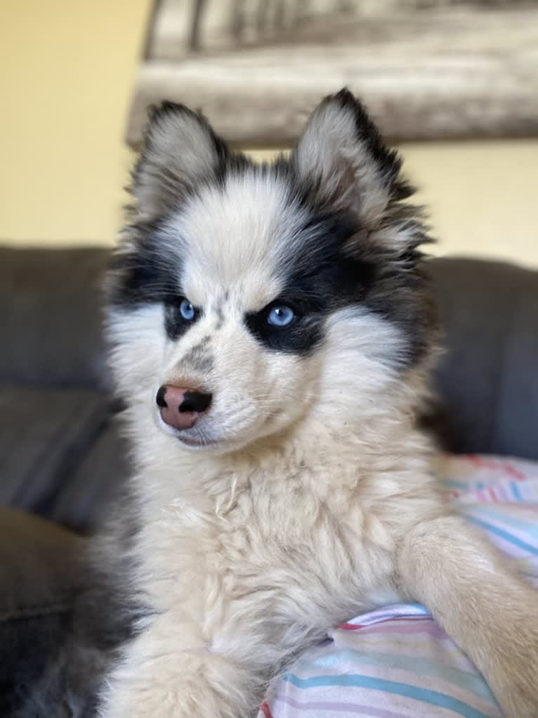 Yogi, a Pomsky tested with EmbarkVet.com