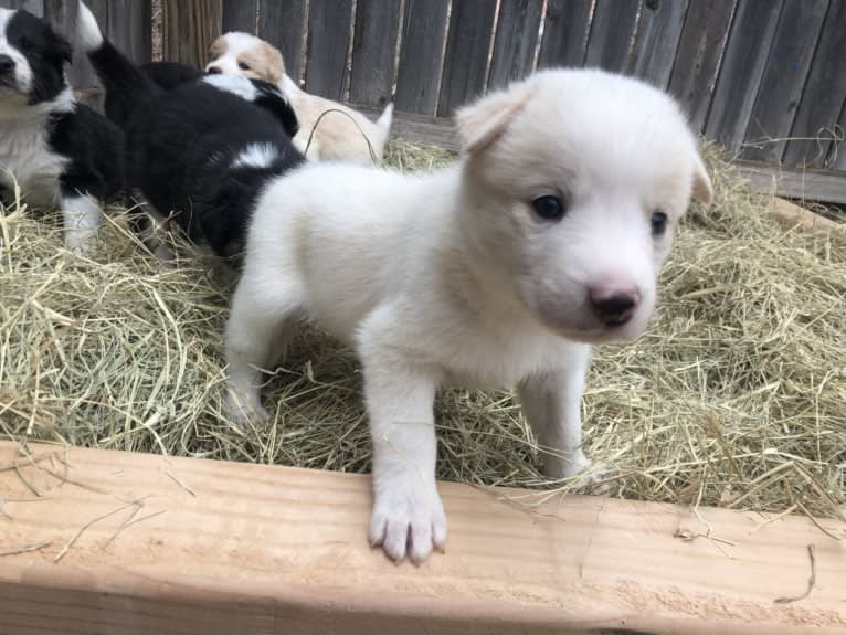 Kiva, a Border Collie and Australian Cattle Dog mix tested with EmbarkVet.com