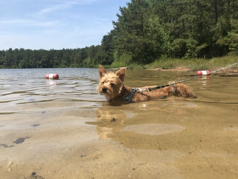 Scrappy, a Silky Terrier and Pomeranian mix tested with EmbarkVet.com