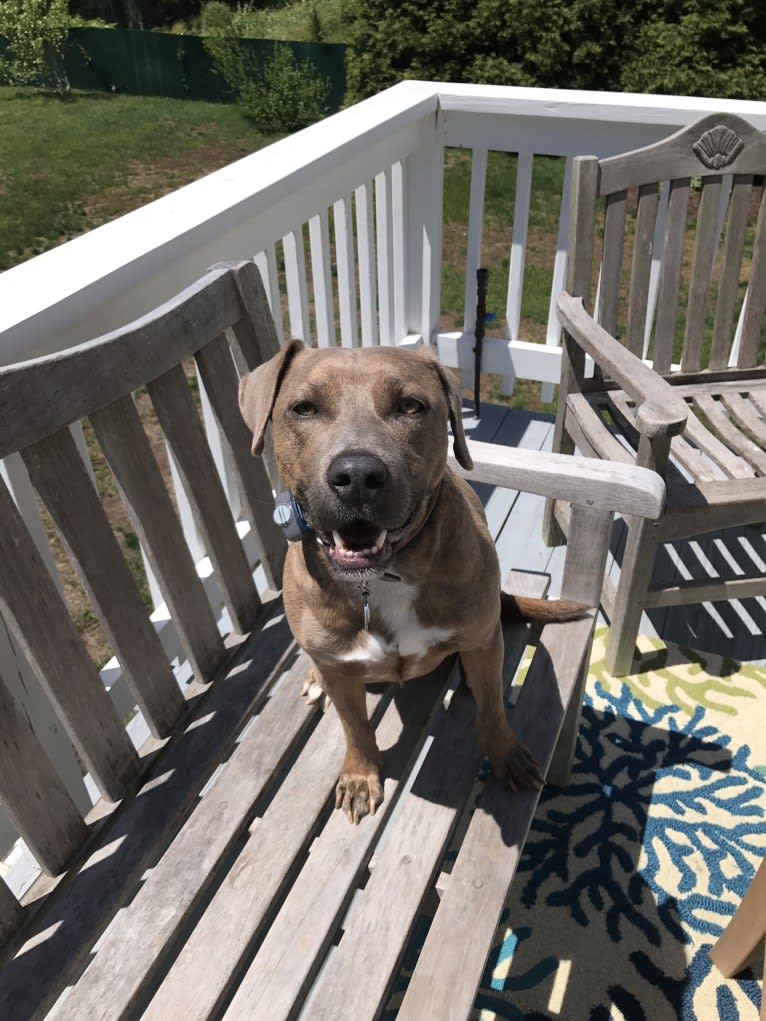 Buddy, a Beagle and German Shepherd Dog mix tested with EmbarkVet.com