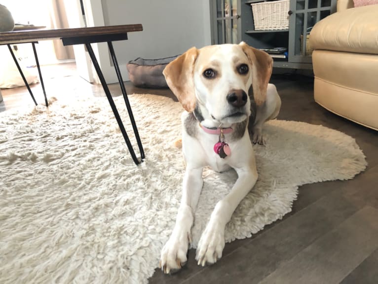 Daphne, an American Foxhound and English Foxhound mix tested with EmbarkVet.com