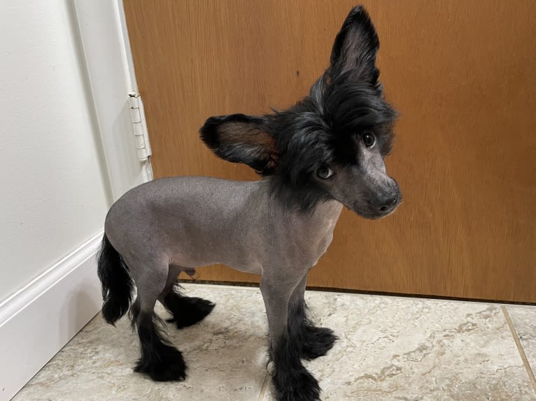 Stitch, a Chinese Crested tested with EmbarkVet.com
