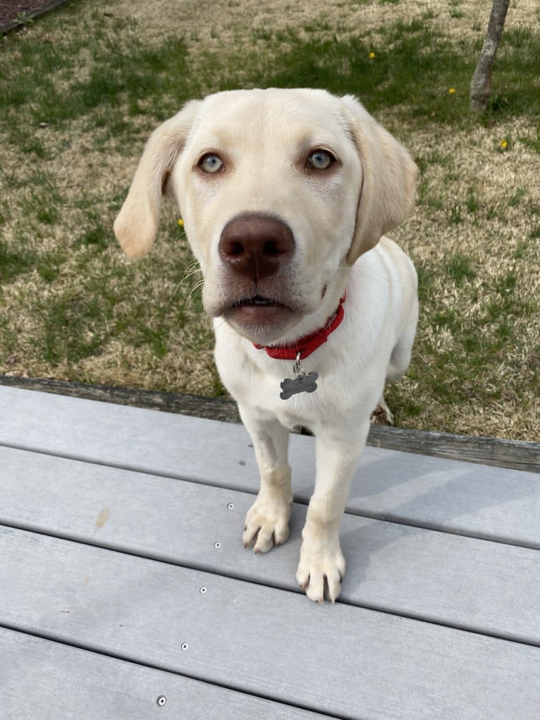 Teo, a Labrador Retriever tested with EmbarkVet.com