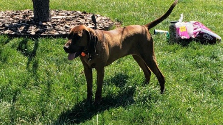 Boone, a Redbone Coonhound tested with EmbarkVet.com