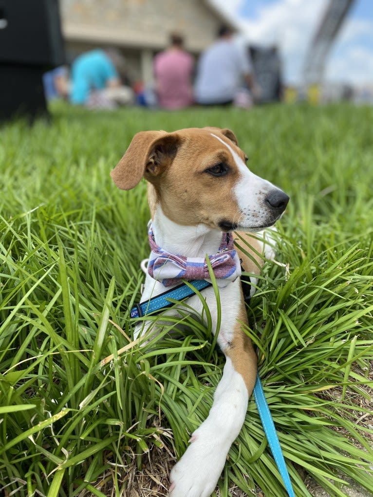 Brody, a Beagle and Rat Terrier mix tested with EmbarkVet.com