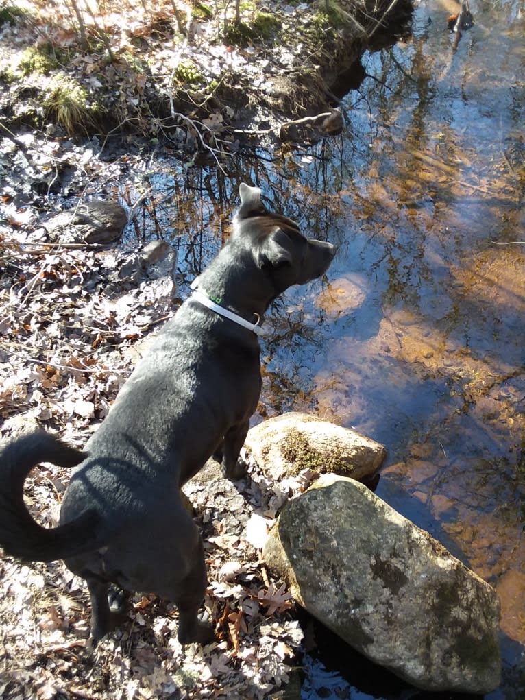 Pogie, an American Pit Bull Terrier and German Shepherd Dog mix tested with EmbarkVet.com