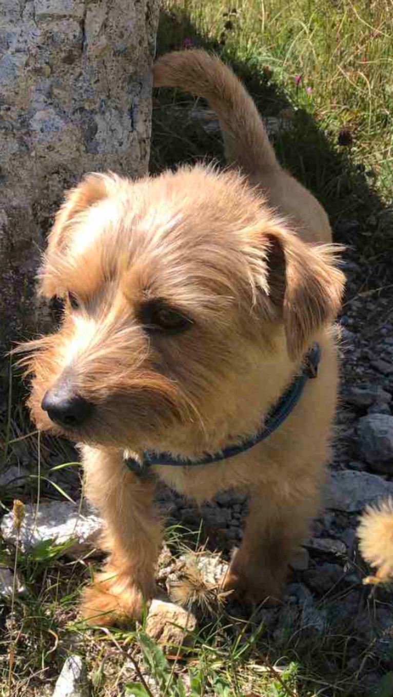 Pepper, a Norfolk Terrier tested with EmbarkVet.com