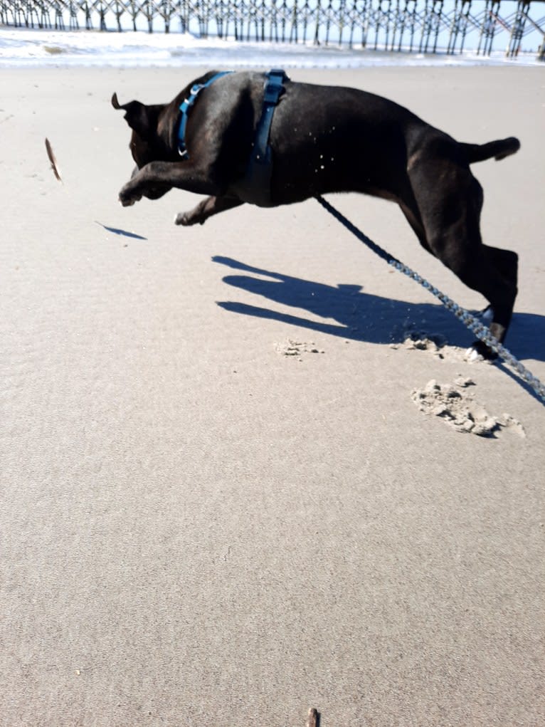 Photo of Shark (Irresistibull's Storm Surfer), a Staffordshire Bull Terrier  in Monroe, GA, USA