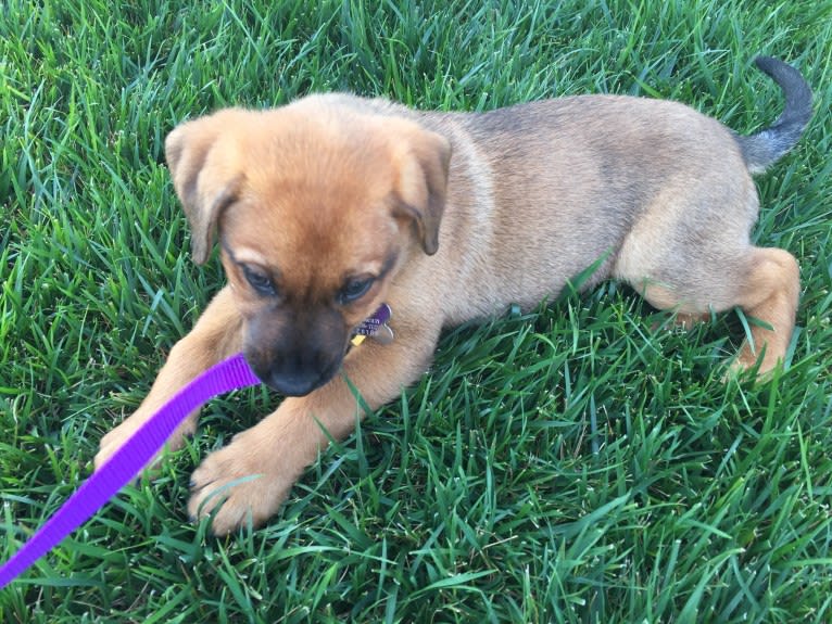 Sansa, a Labrador Retriever and German Shepherd Dog mix tested with EmbarkVet.com