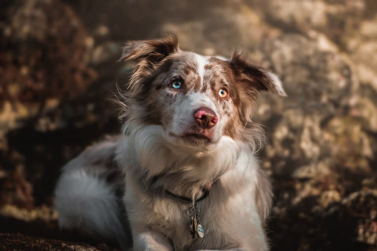 Spurs N Ashes, a Border Collie tested with EmbarkVet.com