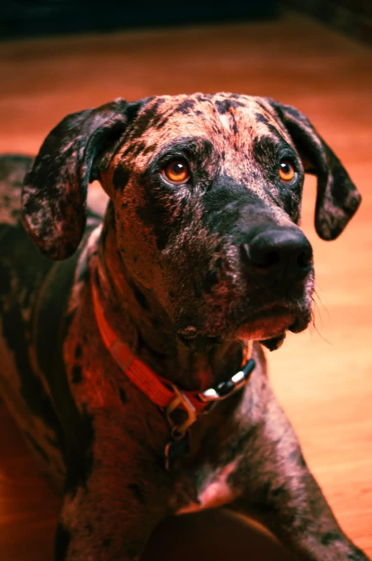 Buddy, an American Pit Bull Terrier and Great Dane mix tested with EmbarkVet.com