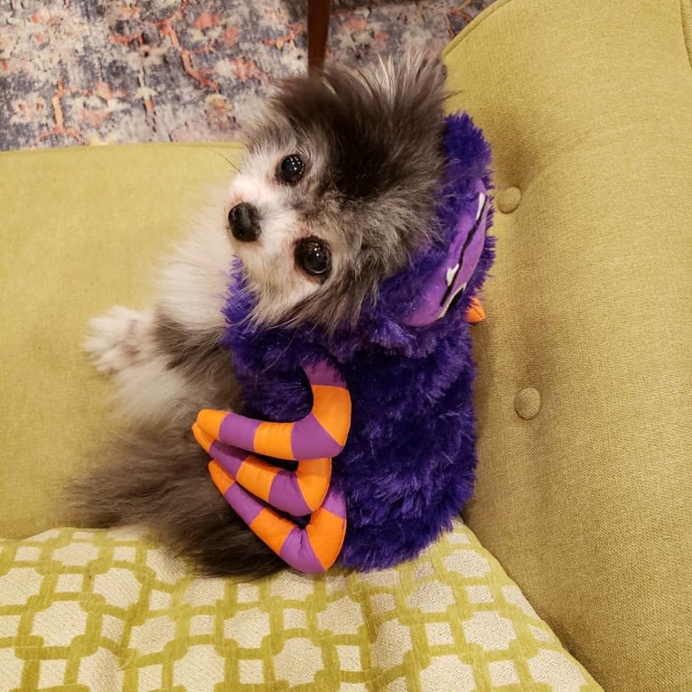 Ferris, a Pomeranian tested with EmbarkVet.com