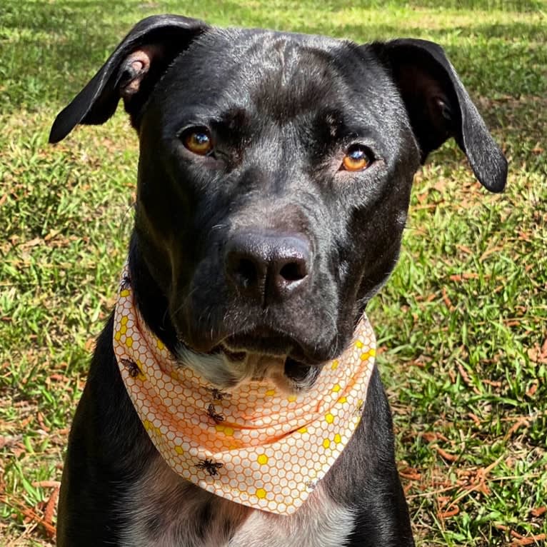 Twilight, an American Pit Bull Terrier and American Staffordshire Terrier mix tested with EmbarkVet.com