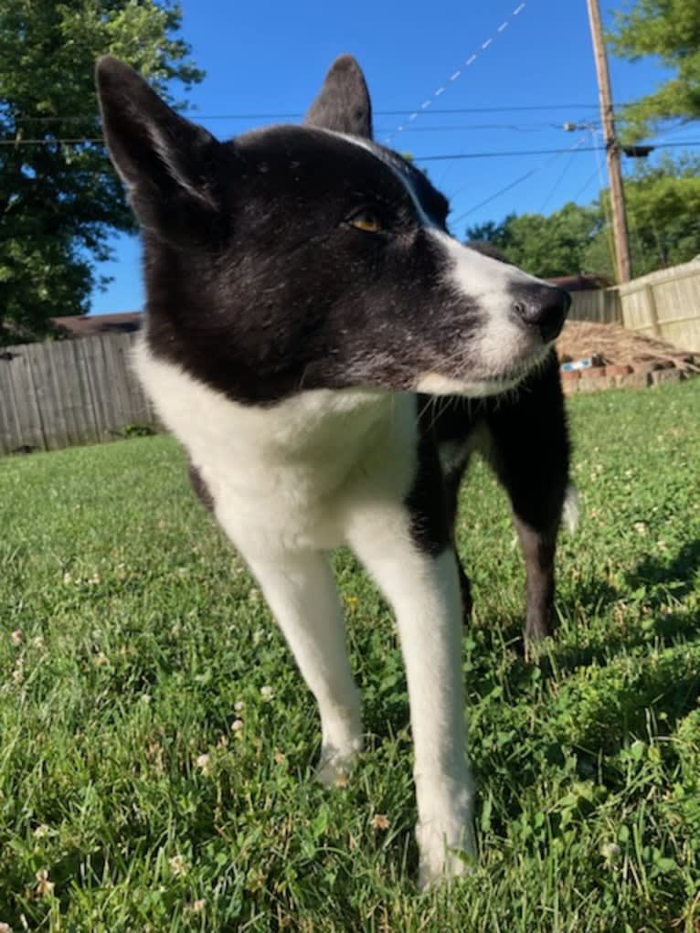 Dumaw Oakenshield, a Karelian Bear Dog tested with EmbarkVet.com