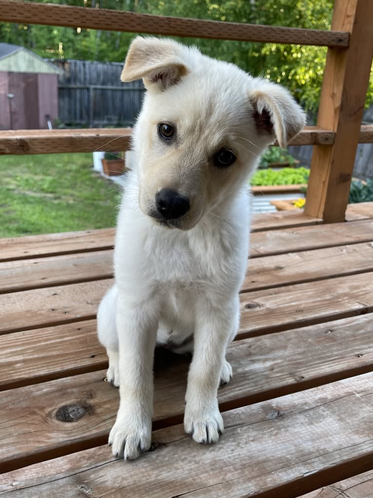 Nala, a Labrador Retriever and Chow Chow mix tested with EmbarkVet.com