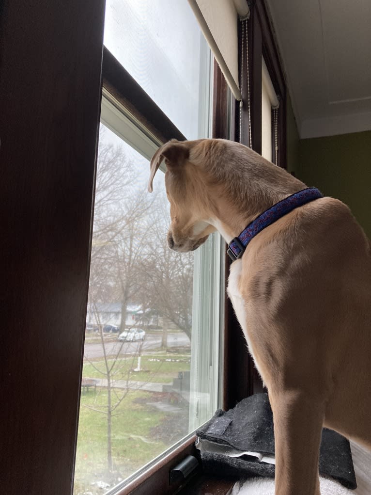 Lila, an American Pit Bull Terrier and Labrador Retriever mix tested with EmbarkVet.com