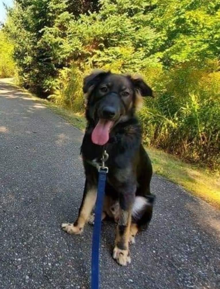 Oakley, an Alaskan Malamute and German Shepherd Dog mix tested with EmbarkVet.com