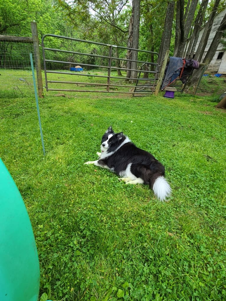 Rocko, an American Eskimo Dog and Shetland Sheepdog mix tested with EmbarkVet.com