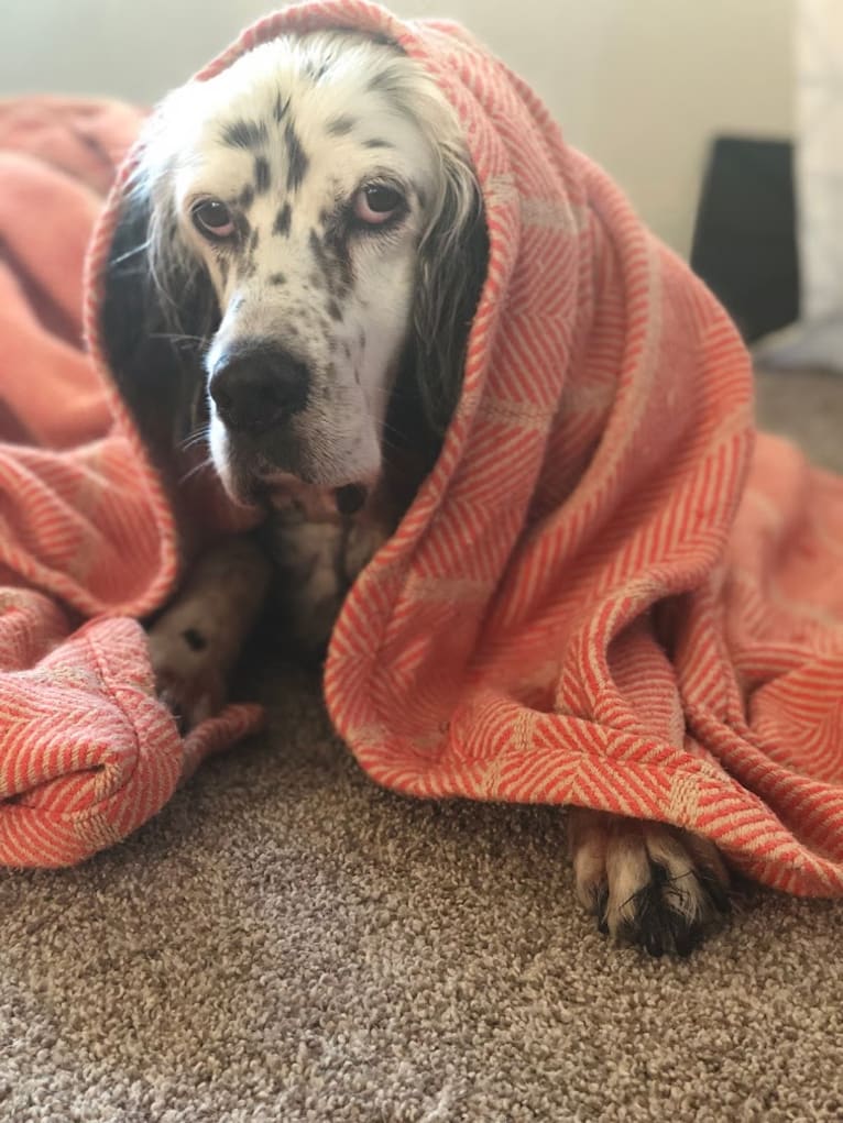 Velma, an English Setter (27.4% unresolved) tested with EmbarkVet.com