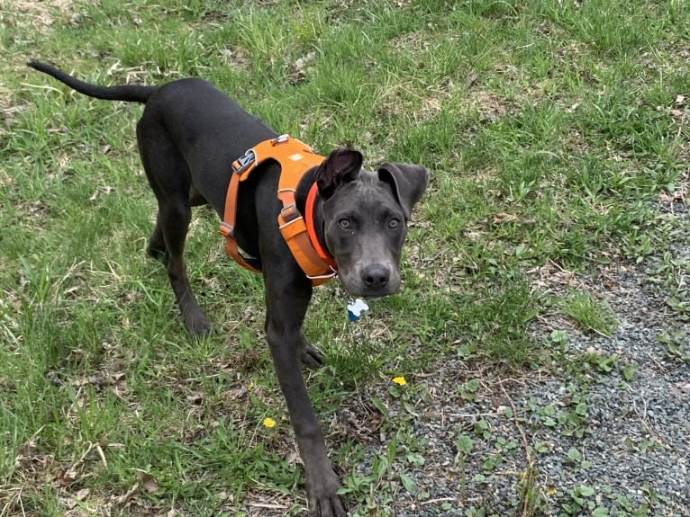 Ashzure, an American Pit Bull Terrier and Doberman Pinscher mix tested with EmbarkVet.com