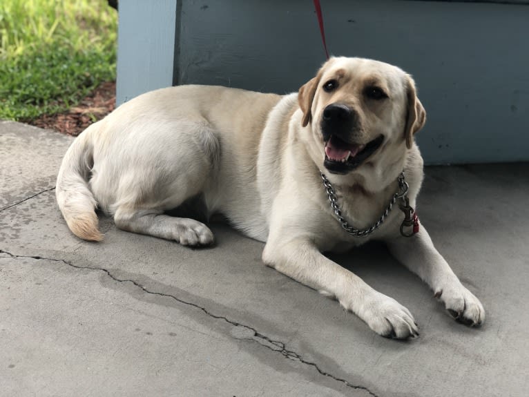 Lady, a Labrador Retriever tested with EmbarkVet.com