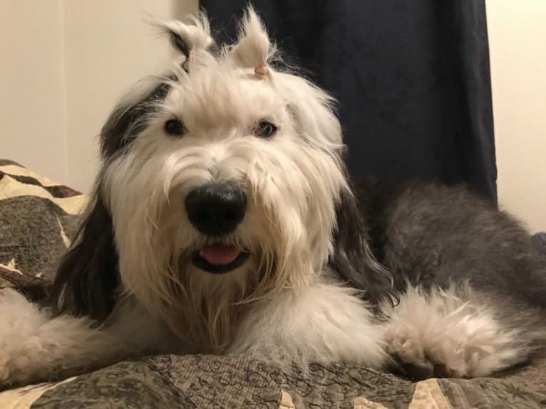 Winston, an Old English Sheepdog tested with EmbarkVet.com