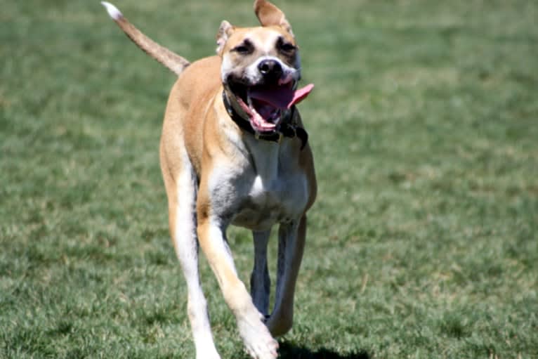 Jack, a German Shepherd Dog and American Pit Bull Terrier mix tested with EmbarkVet.com