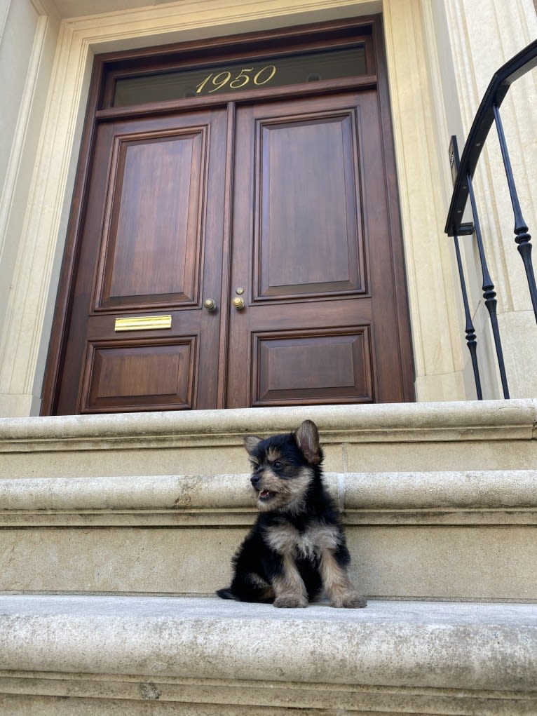 Louie, a Yorkshire Terrier and Pomeranian mix tested with EmbarkVet.com