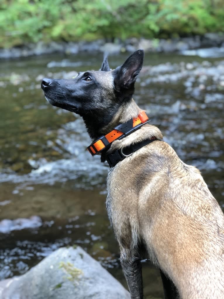 Rook, a Belgian Shepherd tested with EmbarkVet.com