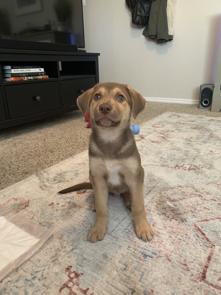 Conan, a German Shepherd Dog and American Pit Bull Terrier mix tested with EmbarkVet.com