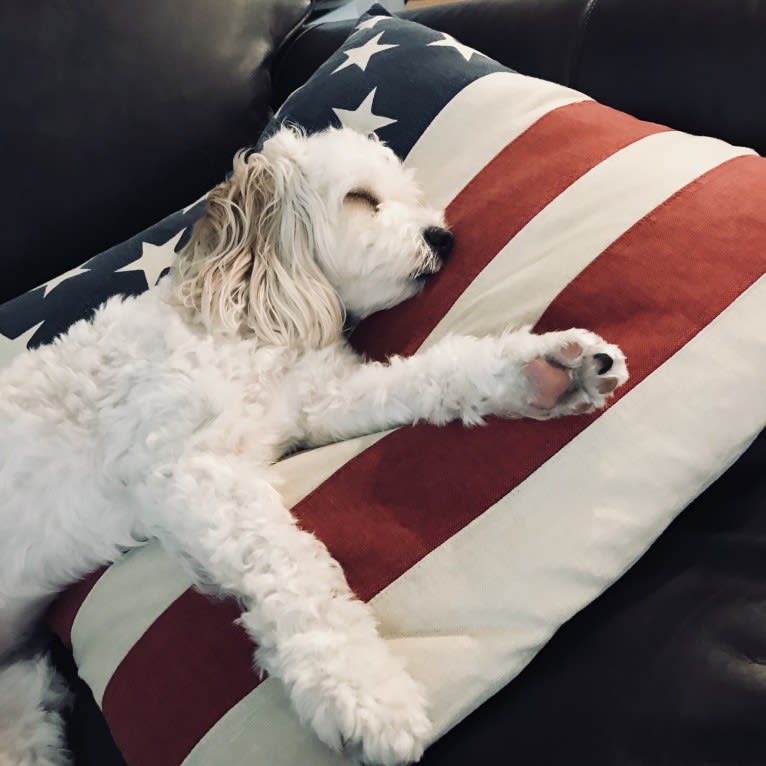 Poppy, a Cavalier King Charles Spaniel and Bichon Frise mix tested with EmbarkVet.com