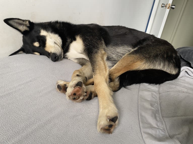 Ernest, an Alaskan-type Husky tested with EmbarkVet.com